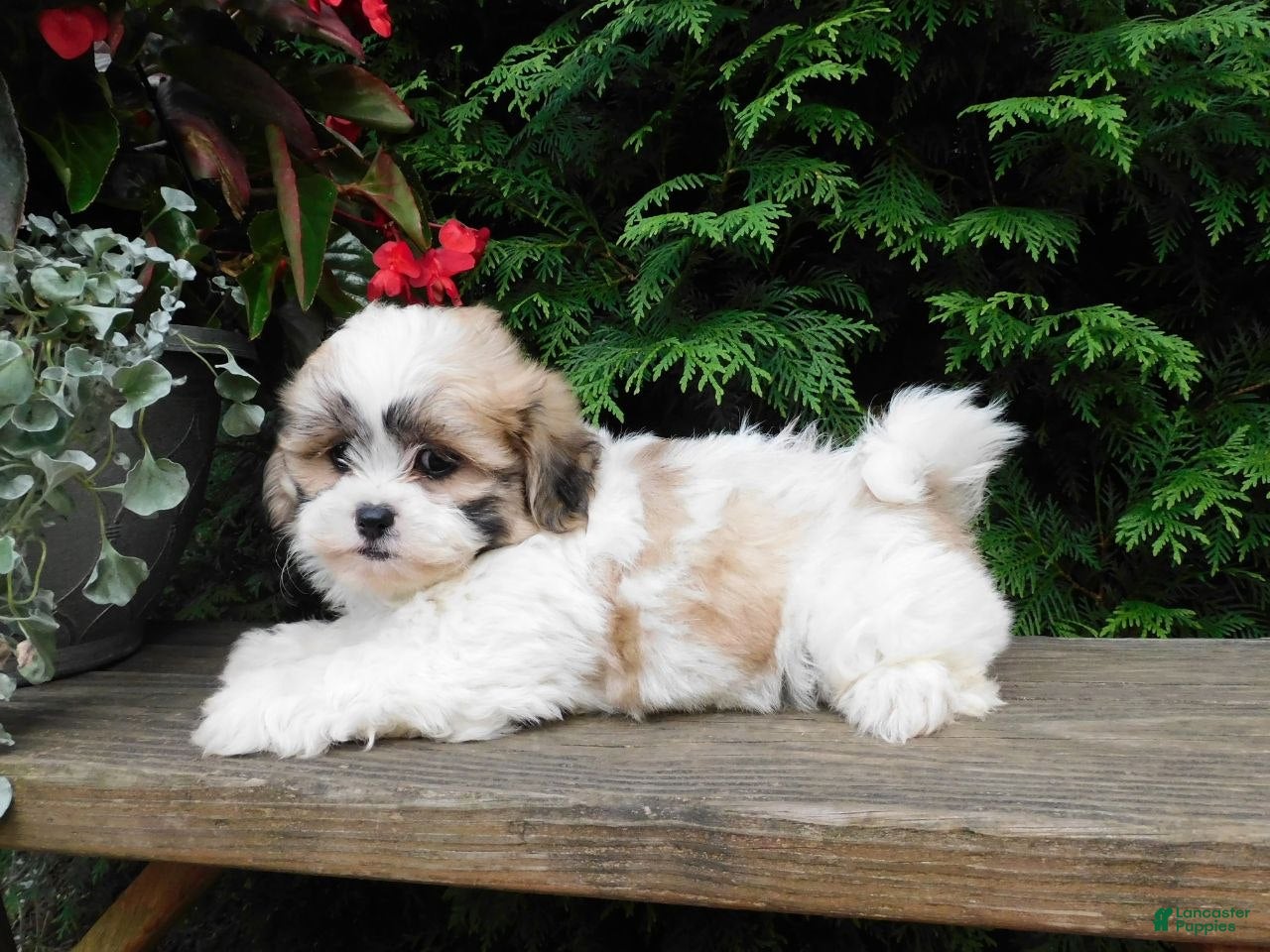 Teddy Bear dogs Violet  - Ad 2