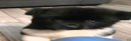 Akita dogs for sale: Chunks - Ad 1