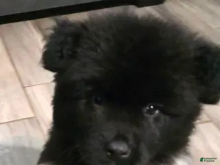 Akita dogs Chunks - Ad 28
