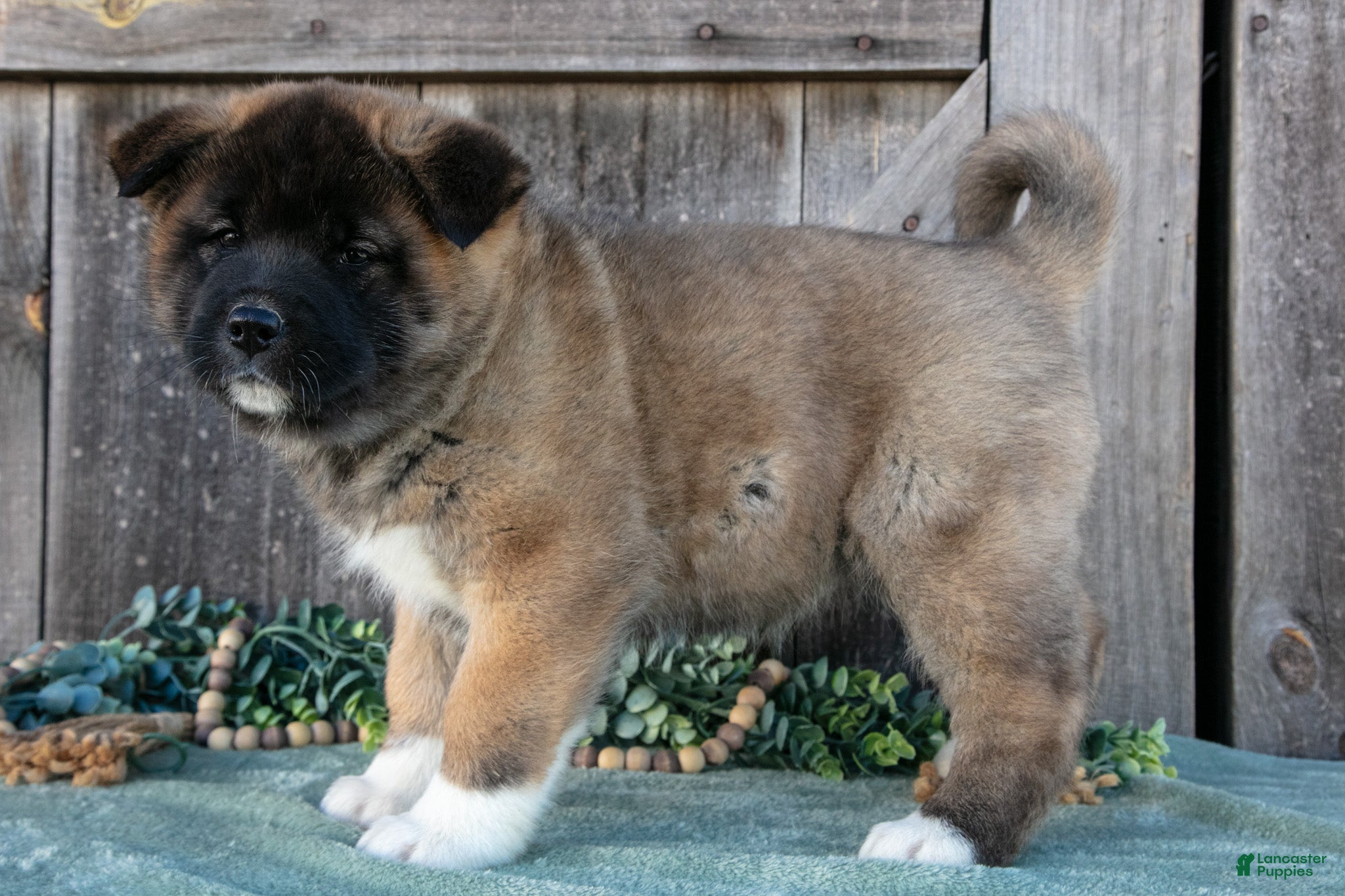 Akita dogs Sadie - Ad 1