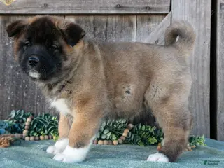Akita dogs for sale: Sadie - Ad 4