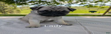 Lady
