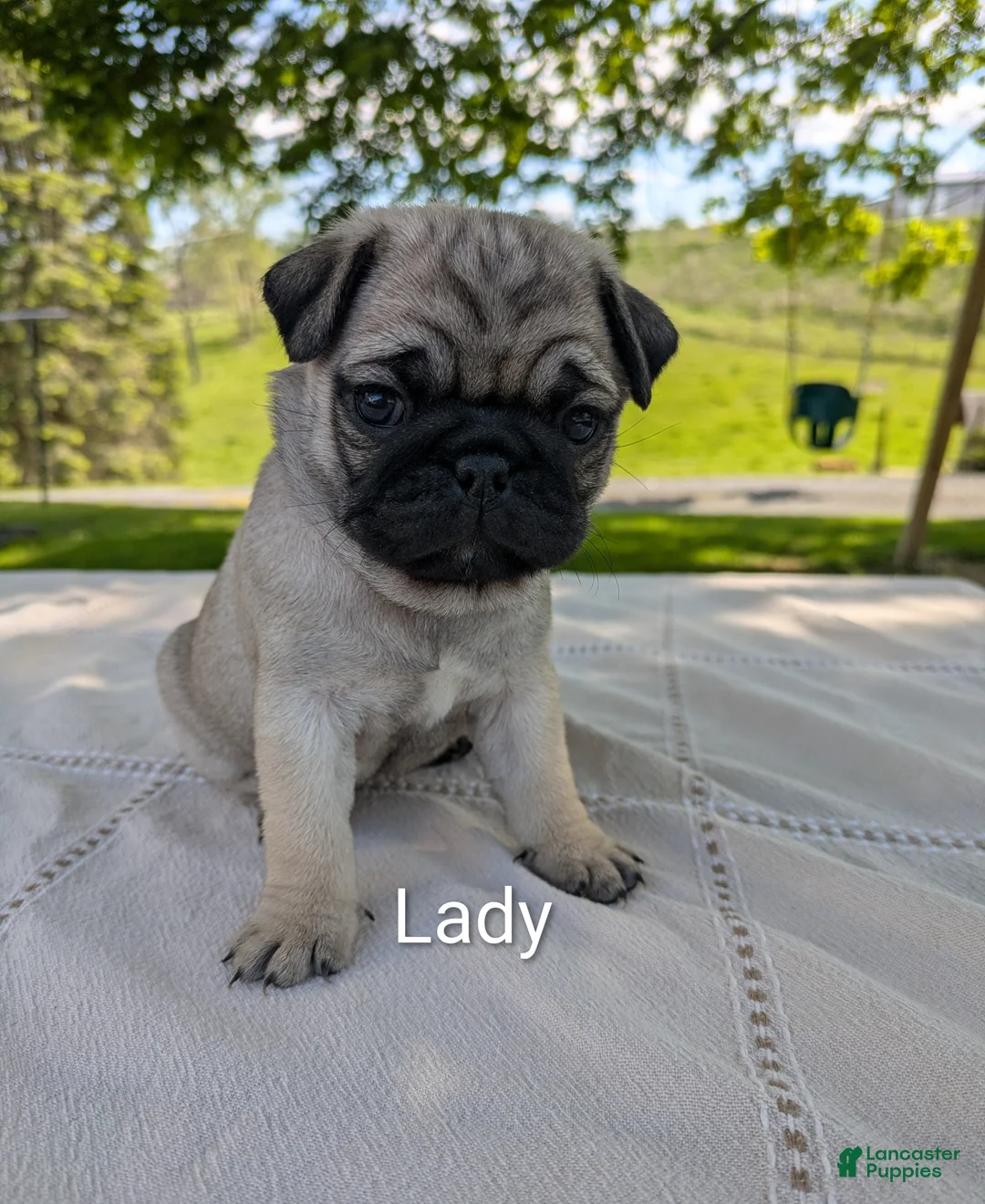 Pug dogs for sale: Lady - Ad 1