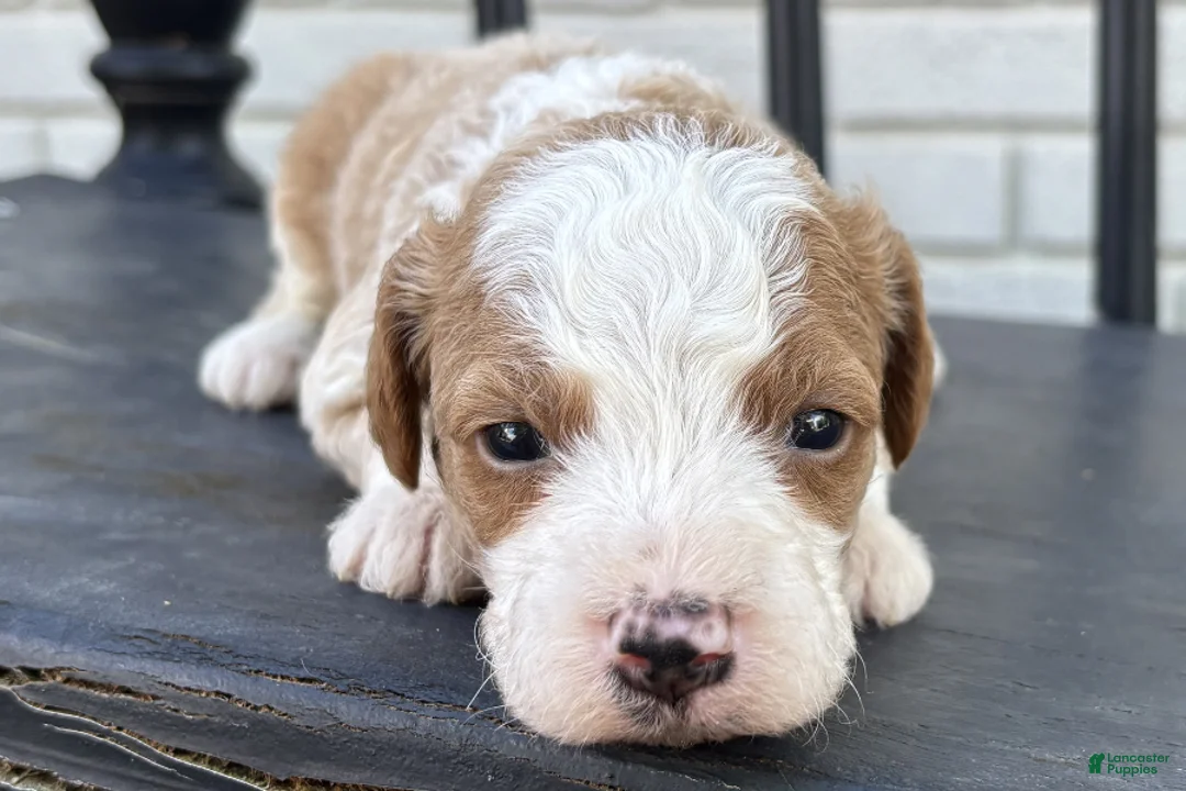 Mini Goldendoodle dogs for sale: Edam - Ad 2