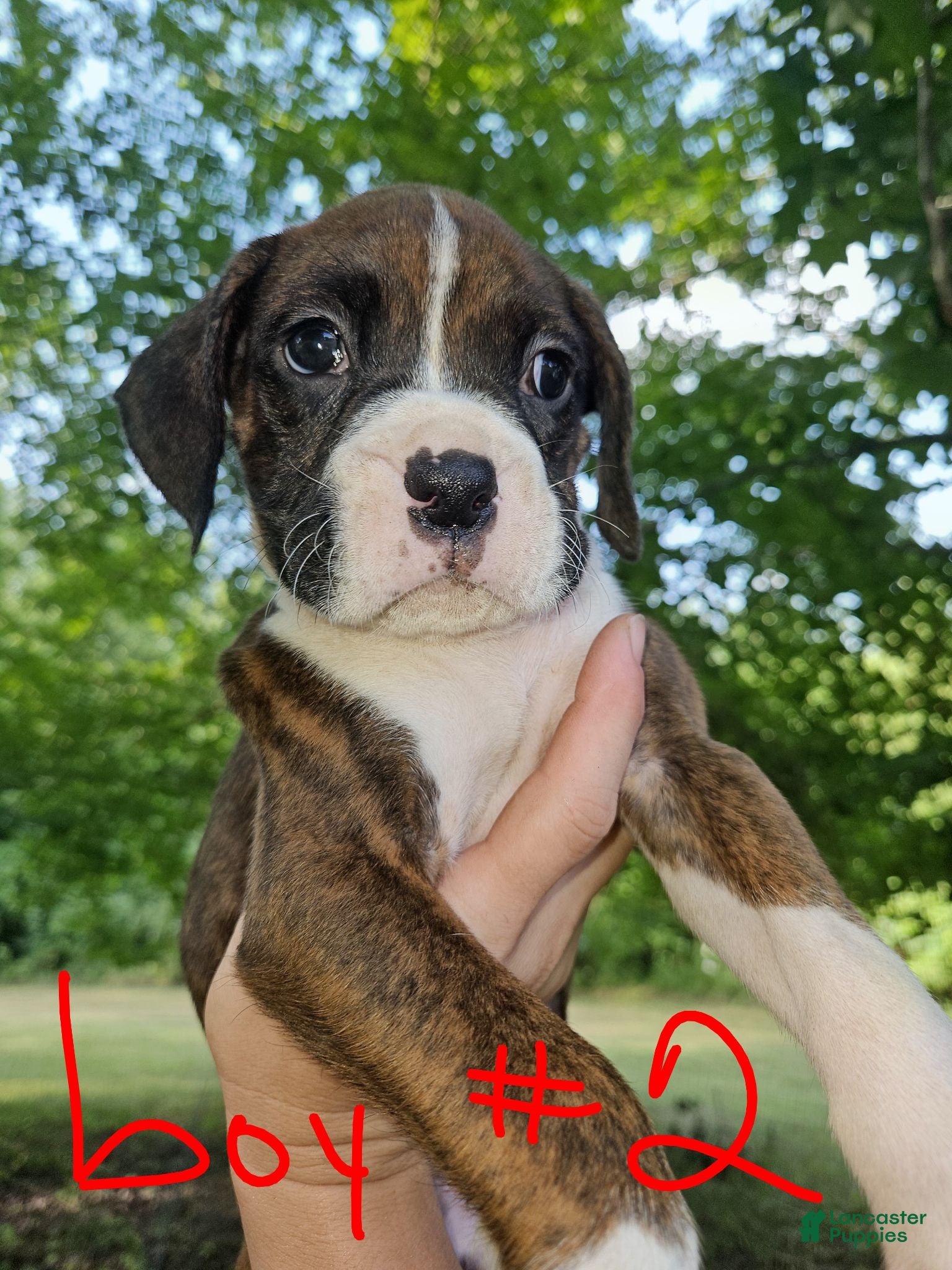 Boxer dogs Boxer 2 - Ad 25