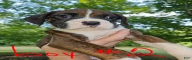 Boxer 2
