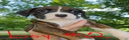 Boxer dogs for sale: Boxer 2 - Ad 1