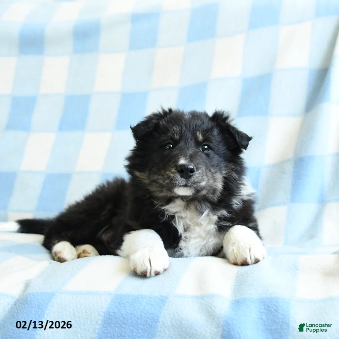 Border Collie dogs for sale: Julie  - Ad 4