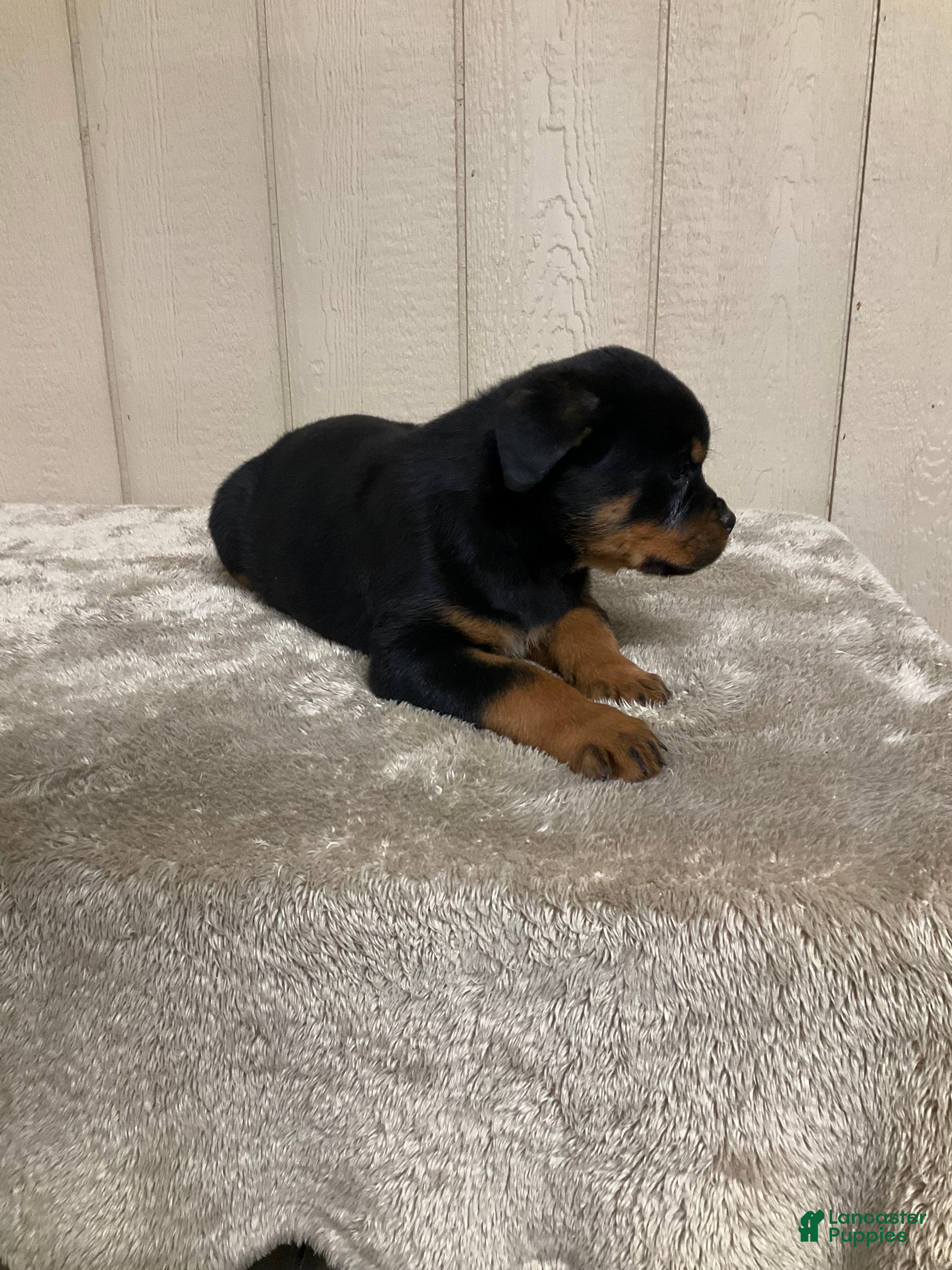 Rottweiler dogs Rottweiler Puppy 1 - Ad 2
