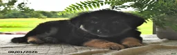 Mixed Breed dogs for sale: Buddy - Ad 3
