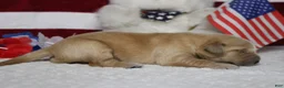Golden Retriever dogs for sale: Babka - Ad 5