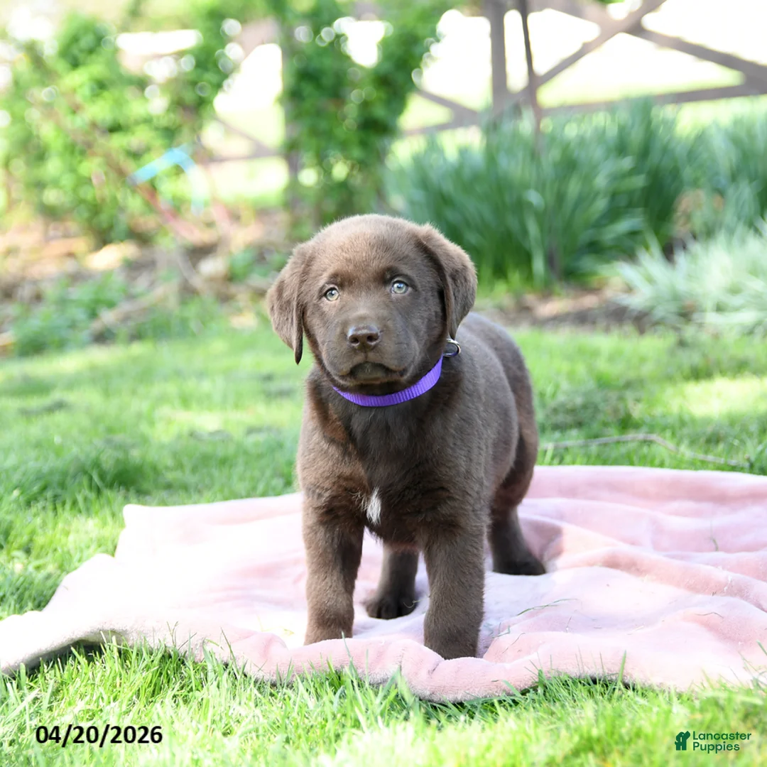 Labrador Retriever dogs for sale: Edge - Ad 2