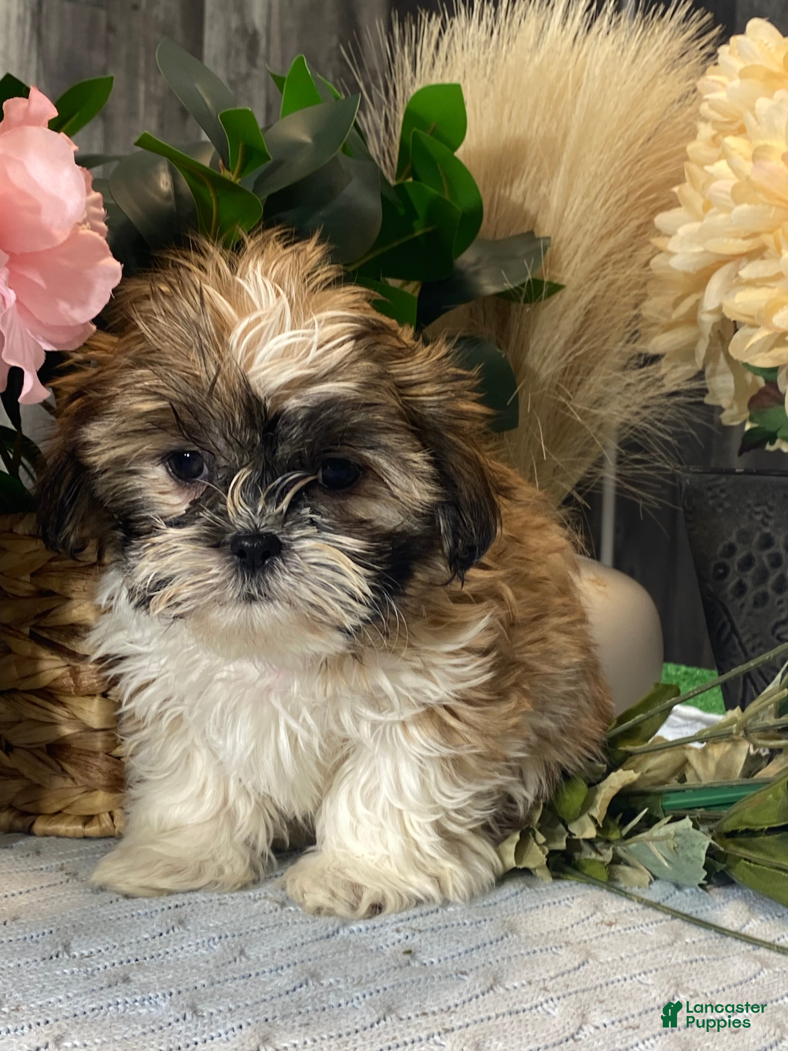 Shih Tzu dogs Saint - Ad 1