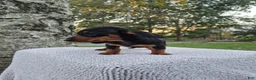 Miniature Dachshund dogs for sale: Remy  - Ad 29