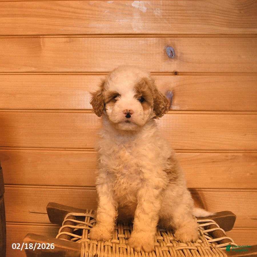 Mini Goldendoodle dogs Marigold  - Ad 1