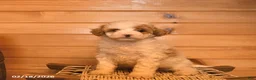 Mini Goldendoodle dogs for sale: Marigold  - Ad 1