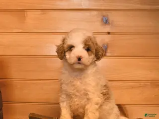 Mini Goldendoodle dogs for sale: Marigold - Ad 1