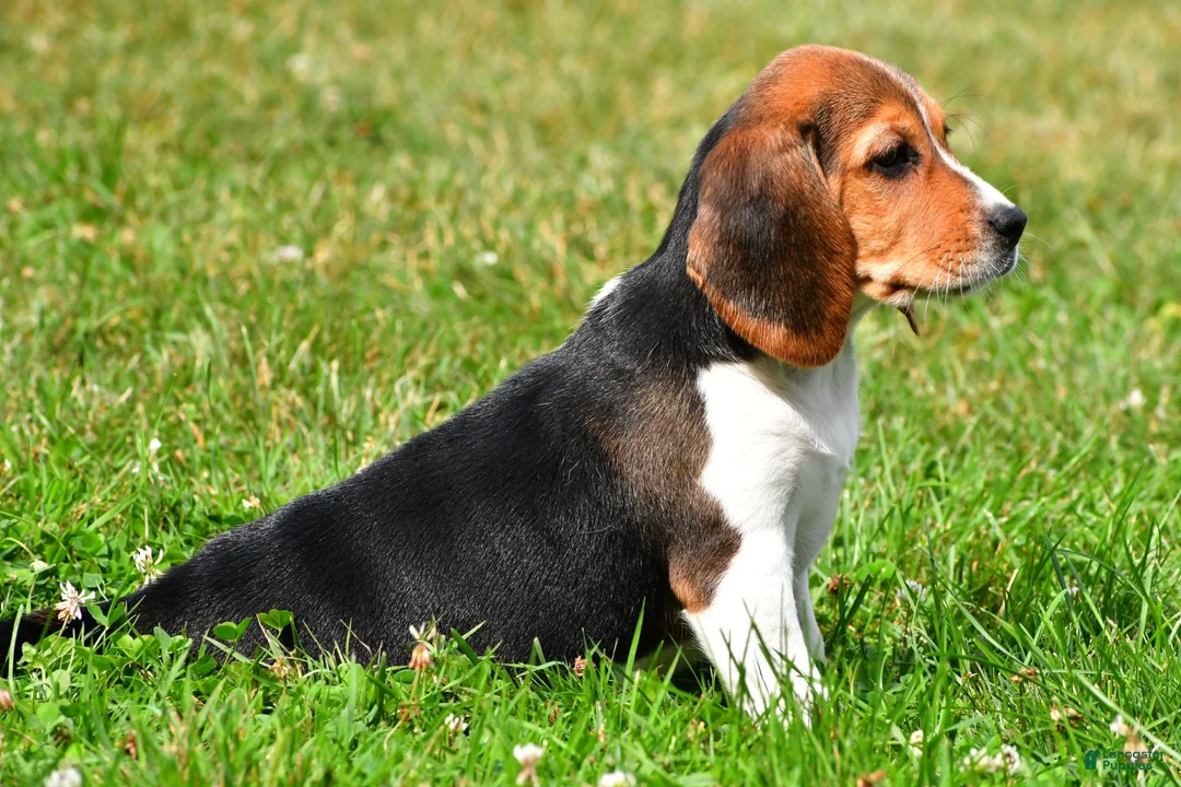 Beagle dogs for sale: Cassidy - Ad 8