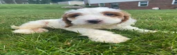 Cockapoo dogs for sale: Chase - Ad 7