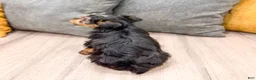 Yorkshire Terrier dogs for sale: Jordan - Ad 6
