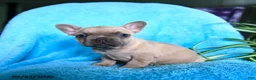French Bulldog dogs for sale: Fiona - Ad 8