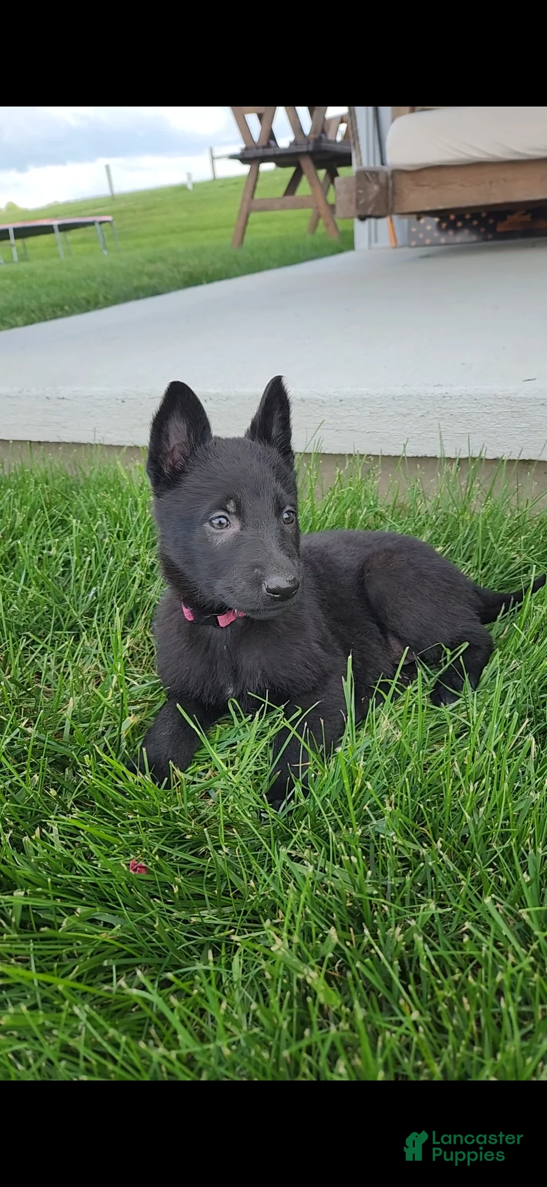 German Shepherd dogs for sale: Rose - Ad 2