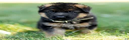 German Shepherd dogs for sale: Zeus - Ad 9