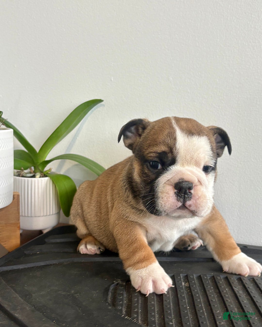English Bulldog dogs for sale: Chester - Ad 9