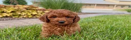 Cavapoo dogs for sale: Charlie - Ad 4