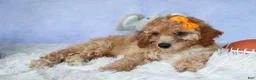 Miniature Poodle dogs for sale: WAYNE - Ad 4