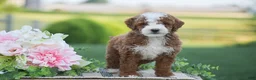 Mini Goldendoodle dogs for sale: Russell (F1B) - Ad 2