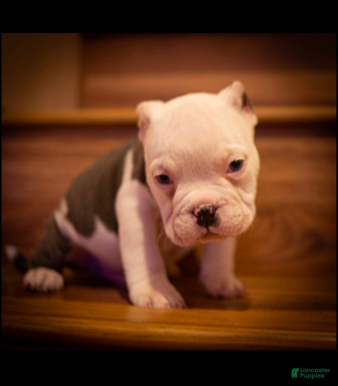 American Bully dogs for sale: American Bully Puppy 1 - Ad 1