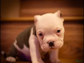 American Bully dogs American Bully Puppy 1 - Ad 41