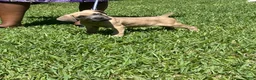Cane Corso dogs for sale: Cane Corso Puppy 2 - Ad 7