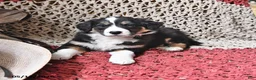 Border Collie dogs for sale: Patches - Ad 1