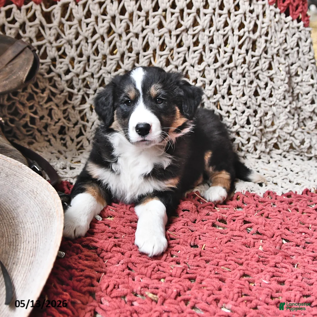 Border Collie dogs for sale: Patches - Ad 1