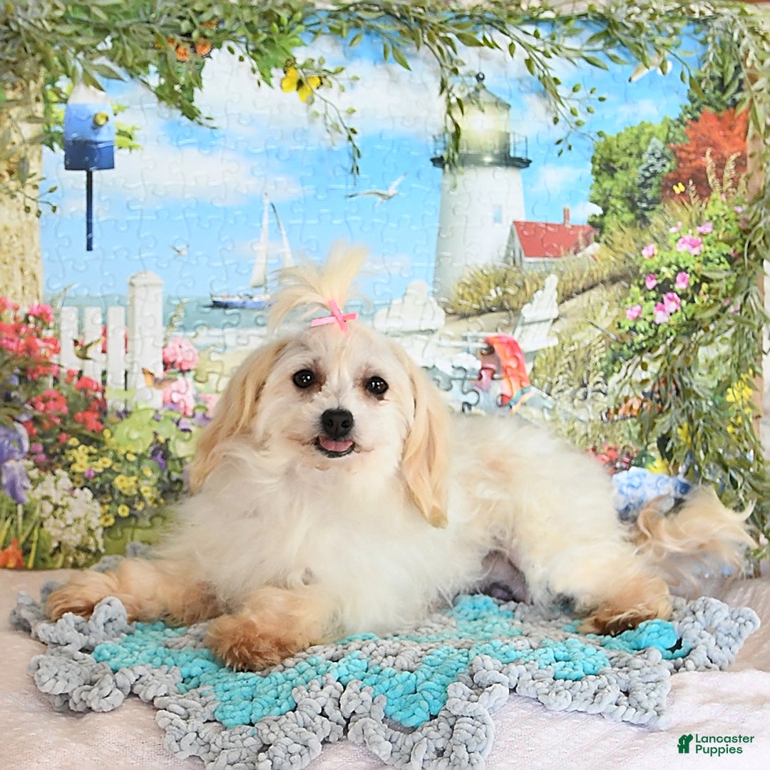 Havanese dogs for sale: Cactus - Ad 6