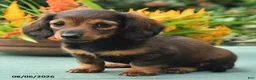 Dachshund dogs for sale: Tina - Ad 4