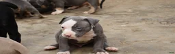 American Bully dogs for sale: King Kong - Ad 8