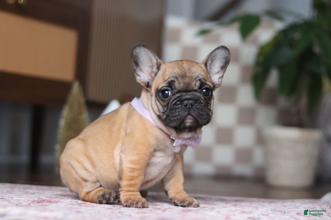 French Bulldog dogs for sale: Sadie - Ad 4