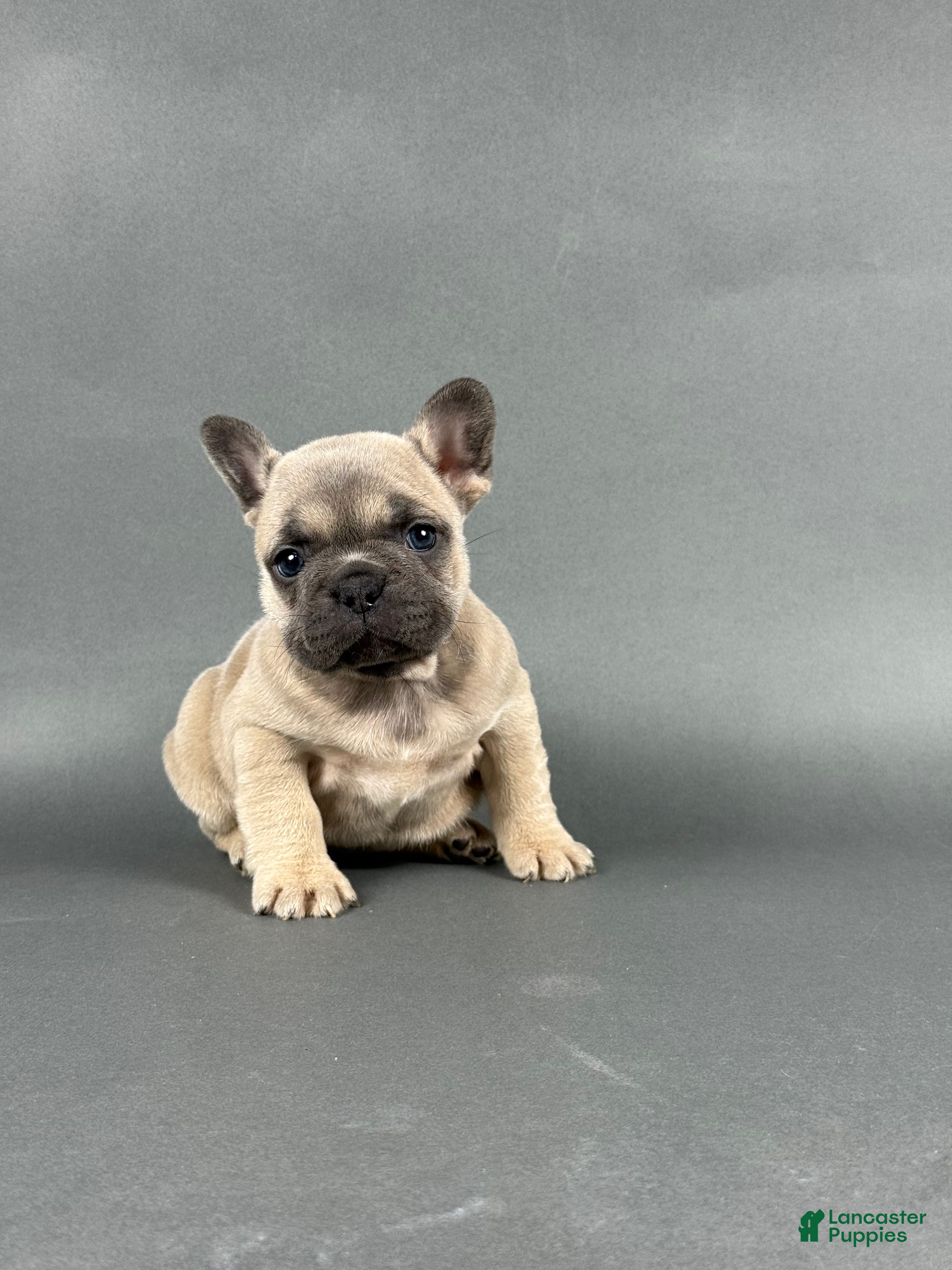 French Bulldog dogs Stella - Ad 42