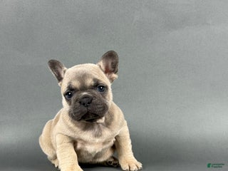 French Bulldog dogs Stella - Ad 38