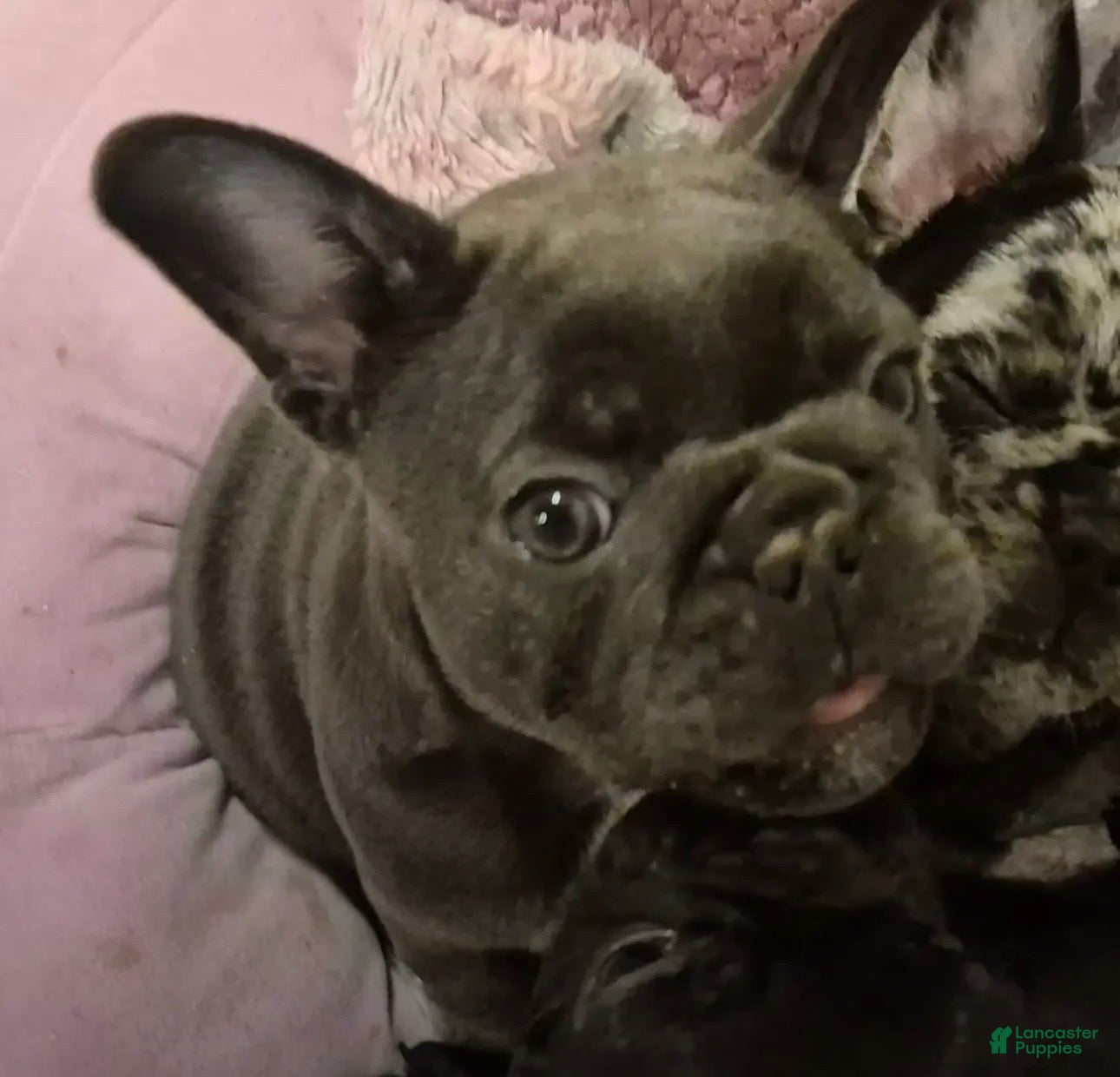 French Bulldog dogs French Bulldog Lilac - Ad 35