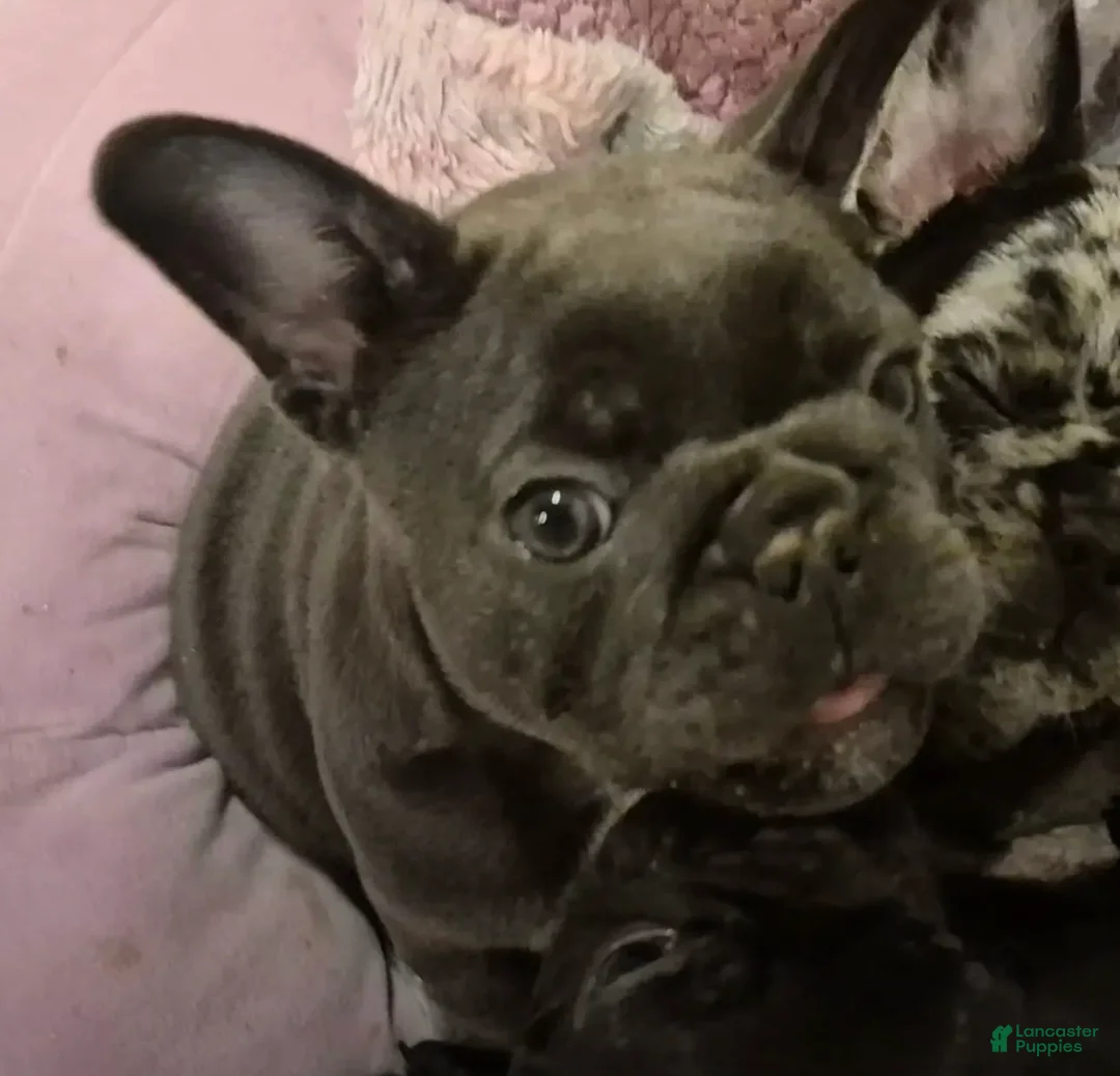 French Bulldog dogs for sale: French Bulldog Lilac - Ad 1