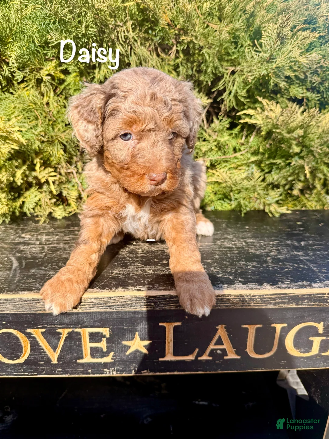 Bernedoodle dogs for sale: Daisy - Ad 1
