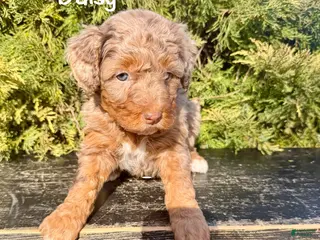 Bernedoodle dogs for sale: Daisy - Ad 3