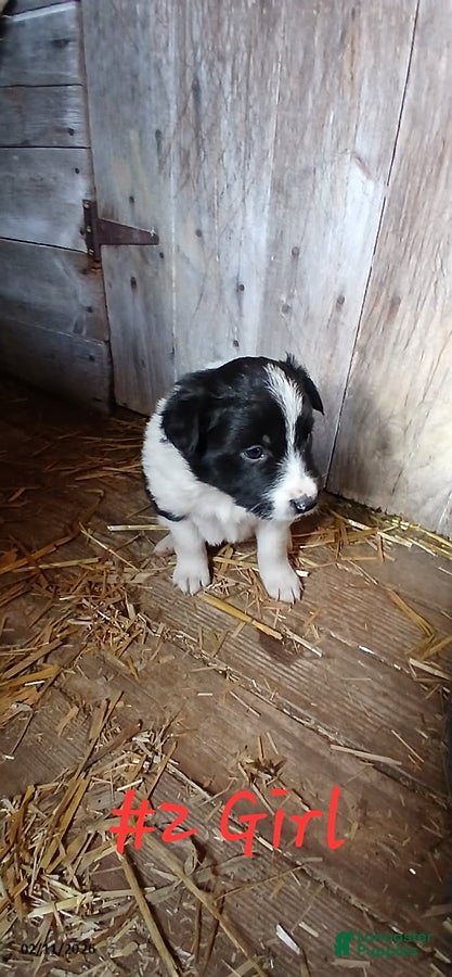 Border Collie dogs Sugar - Ad 11