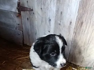 Border Collie dogs Sugar - Ad 11