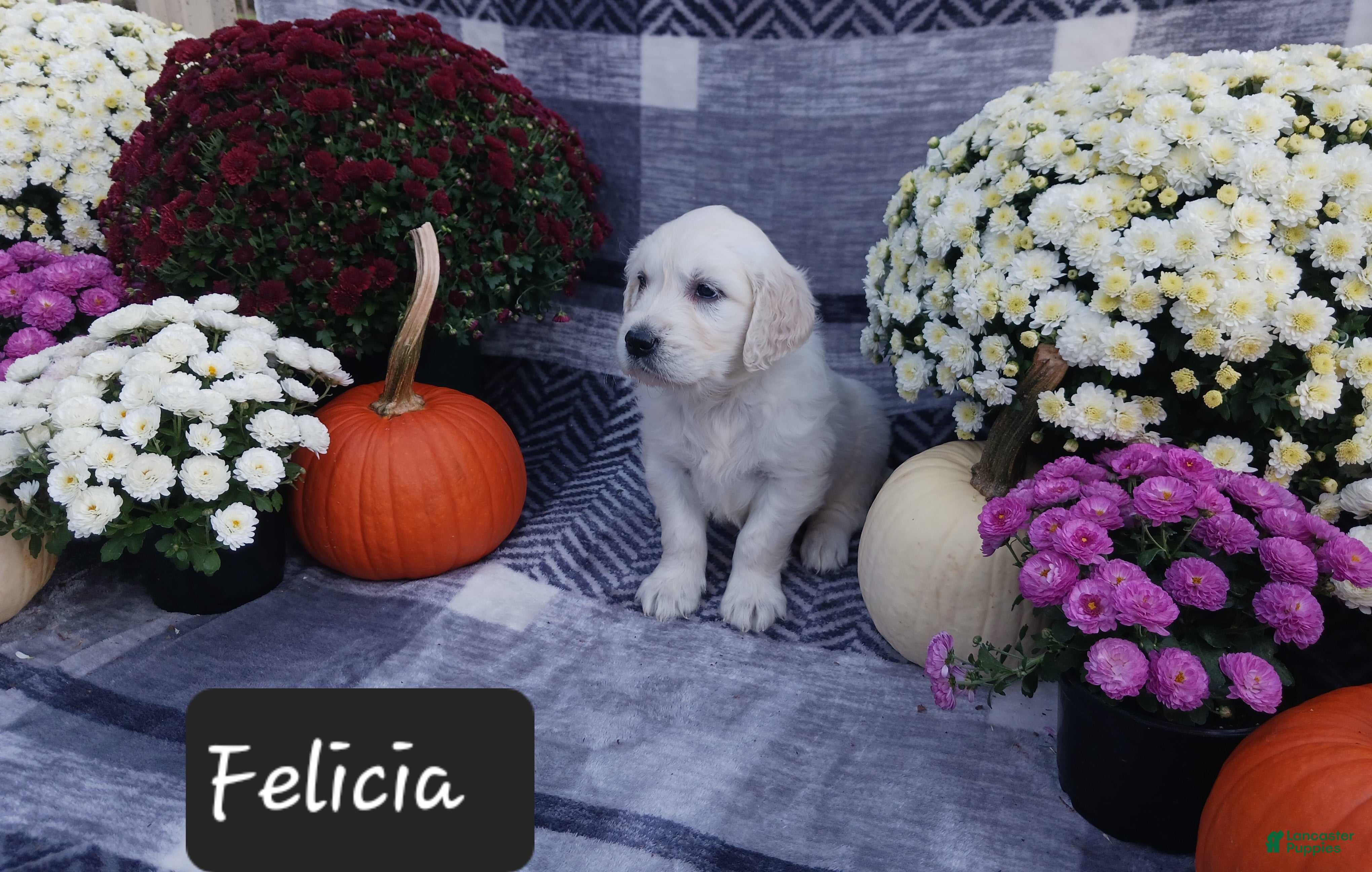 Golden Retriever dogs Felicia  - Ad 2