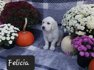 Golden Retriever dogs Felicia - Ad 2